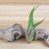 tillandsia caput medusae air plants [3 pack]