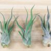 tillandsia caput medusae air plants [3 pack]