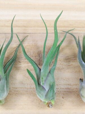 tillandsia caput medusae air plants [3 pack]