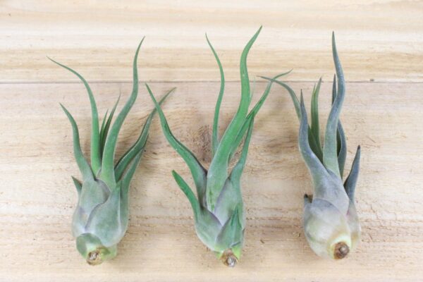 tillandsia caput medusae air plants [3 pack]