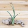sale: 35% off tillandsia baileyi air plants [5, 10, or 15 pack]
