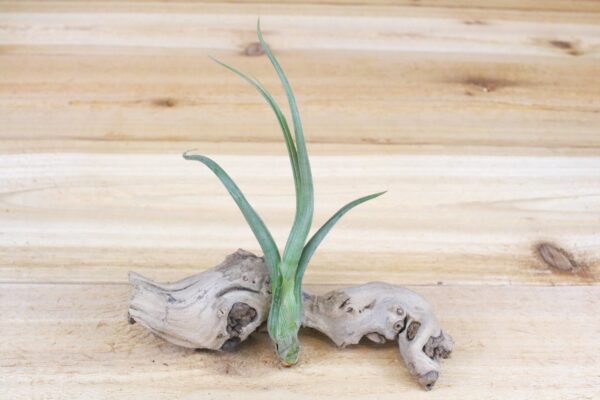 sale: 35% off tillandsia baileyi air plants [5, 10, or 15 pack]