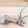 tillandsia baileyi 'pseudobaileyi' air plants [3 pack]