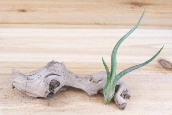 tillandsia baileyi 'pseudobaileyi' air plants [3 pack]