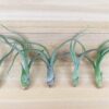 sale: 35% off tillandsia baileyi air plants [5, 10, or 15 pack]