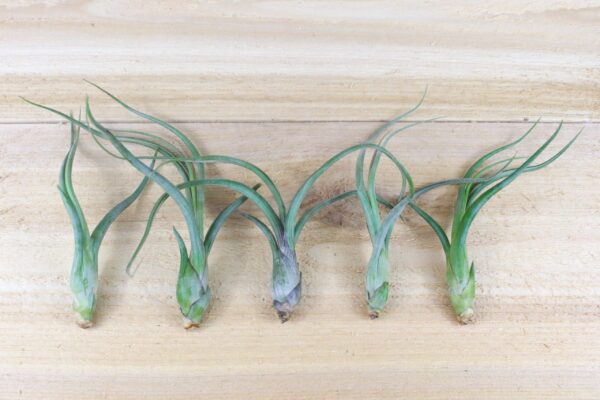 sale: 35% off tillandsia baileyi air plants [5, 10, or 15 pack]