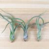 tillandsia baileyi 'pseudobaileyi' air plants [3 pack]