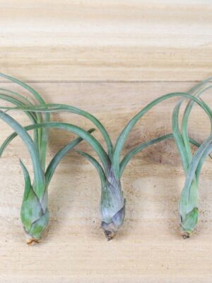 tillandsia baileyi 'pseudobaileyi' air plants [3 pack]