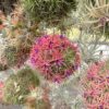 tillandsia ionantha rubra hanging clusters with hook for hanging