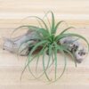 tillandsia concolor air plants [single plant]