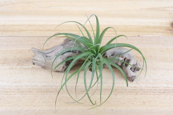 tillandsia concolor air plants [single plant]