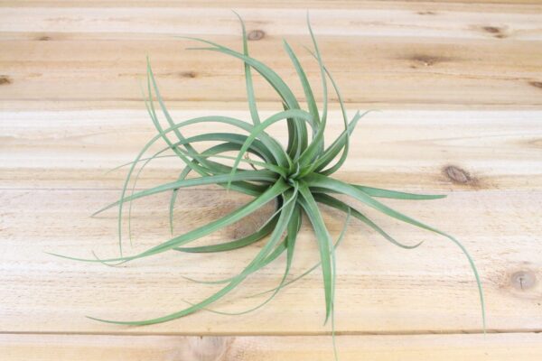 tillandsia concolor air plants [single plant]