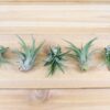 tillandsia velutina air plants [3 pack]