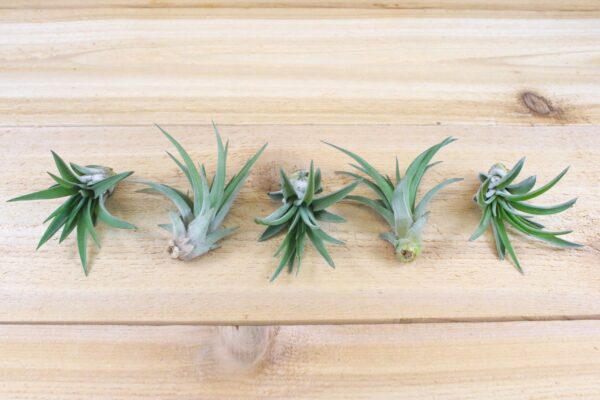 tillandsia velutina air plants [3 pack]