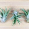 sale: 50% off tillandsia air plants of mexico [5 or 10 pack]