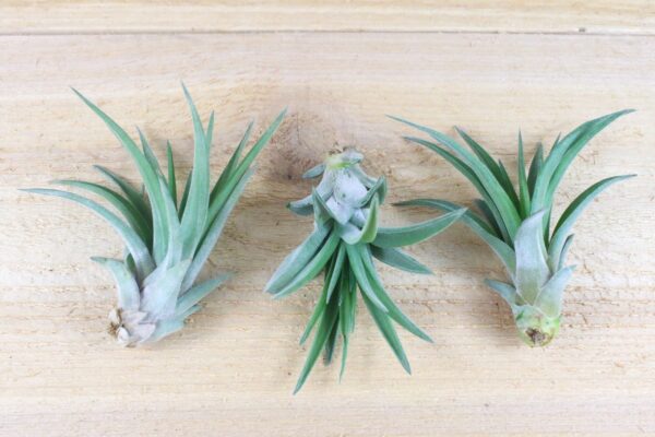 sale: 50% off tillandsia air plants of mexico [5 or 10 pack]