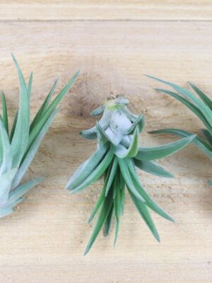 tillandsia velutina air plants [3 pack]