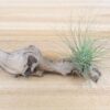 tillandsia argentea thin air plants [single plant]