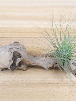 tillandsia argentea thin air plants [single plant]