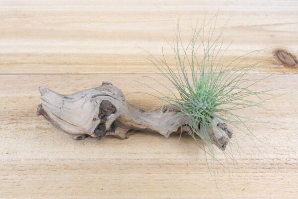 tillandsia argentea thin air plants [single plant]