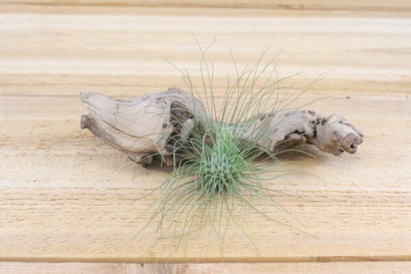 tillandsia argentea thin air plants [single plant]
