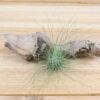 tillandsia air plants of central america [5 pack]