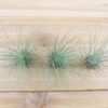 tillandsia argentea thin air plants [single plant]