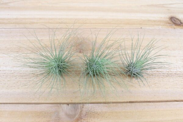 tillandsia argentea thin air plants [single plant]