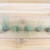 tillandsia argentea thin air plants [single plant]