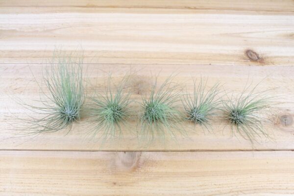 tillandsia argentea thin air plants [single plant]