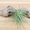 tillandsia magnusiana air plants [3 pack]