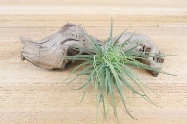 tillandsia magnusiana air plants [3 pack]