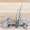 wild things collection of tillandsia air plants [6 pack]