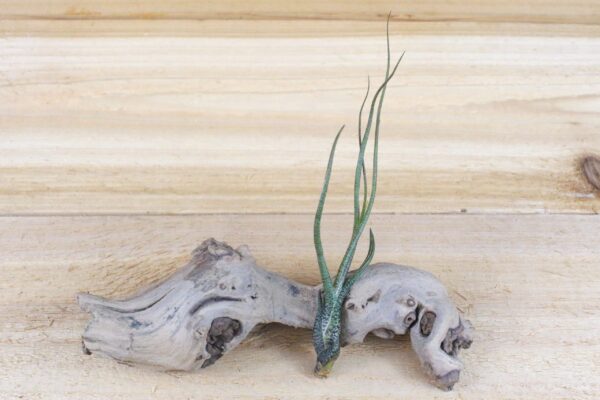 wild things collection of tillandsia air plants [6 pack]