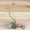 tillandsia air plants of central america [5 pack]