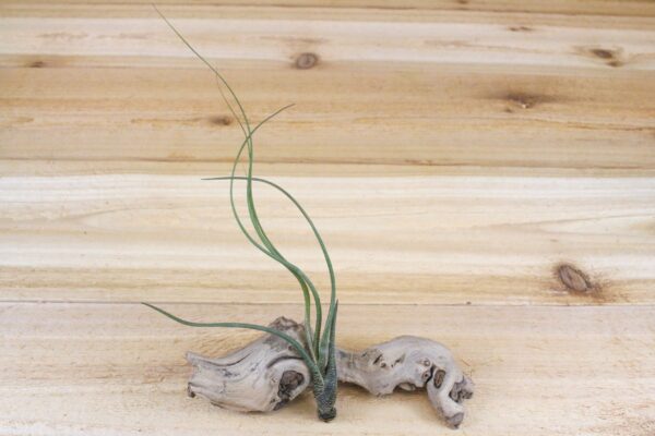 tillandsia air plants of central america [5 pack]