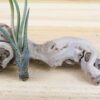 tillandsia air plants of central america [5 pack]