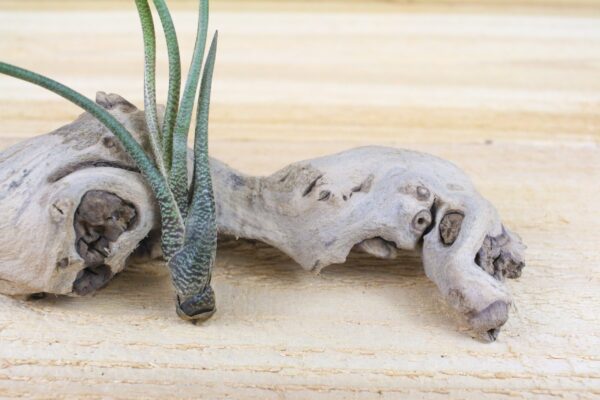 tillandsia air plants of central america [5 pack]