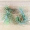 tillandsia funckiana air plants [single plant]