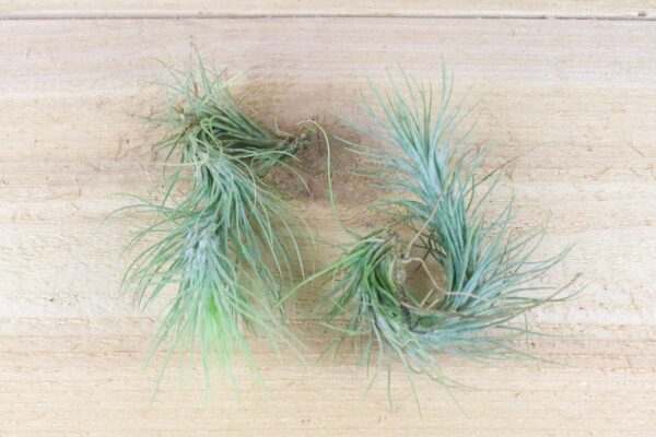 tillandsia funckiana air plants [single plant]