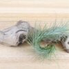 tillandsia funckiana air plants [single plant]