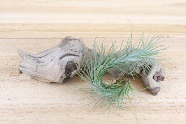 tillandsia funckiana air plants [single plant]