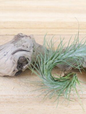 tillandsia funckiana air plants [1,3 or 5 pack]