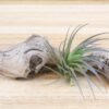 yucatan collection of tillandsia air plants [5 pack]