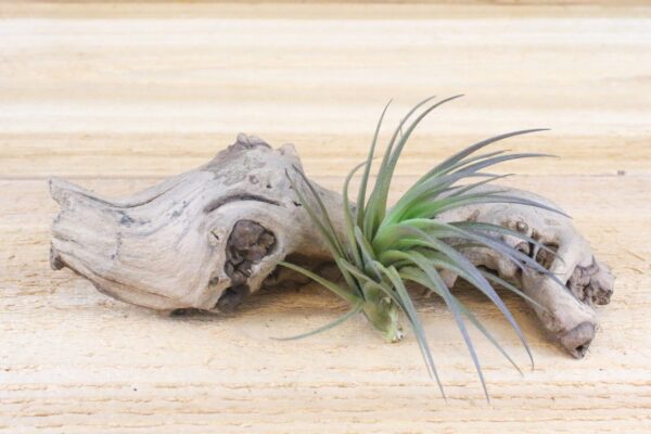 yucatan collection of tillandsia air plants [5 pack]