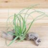 collector's choice collection of 10 specialty variety tillandsia