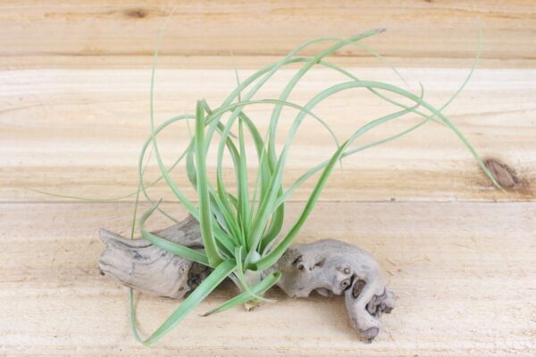 collector's choice collection of 10 specialty variety tillandsia