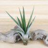 collector's choice collection of 10 specialty variety tillandsia