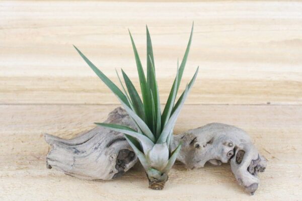 collector's choice collection of 10 specialty variety tillandsia