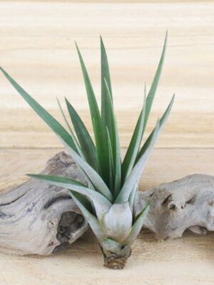 large tillandsia fasciculata tricolor 'golden torch' air plants / 6 9 inches tall [1, 3 or 5 pack]